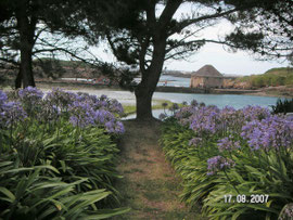 L'île de Bréhat au climat doux ,le moulin à marée,  agapanthes , palmiers, plantes exotiques