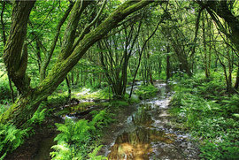 Le Val sans Retour, forêt de Paimpont, Bretagne