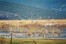 "Vransko jezero"- Naturpark