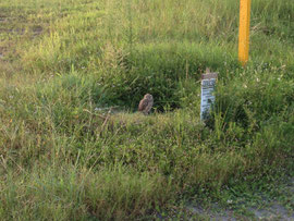 burrowing owl