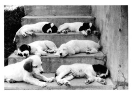 Foto John Pace
