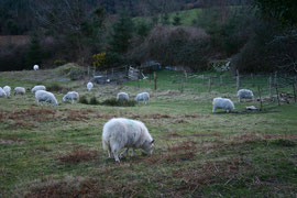 Sheep in Wicklow County