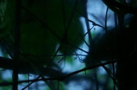 Foto:Jin