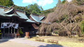 吉田神社と境内の枝垂桜