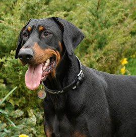 Dobermann