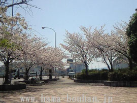 道の駅富士の桜