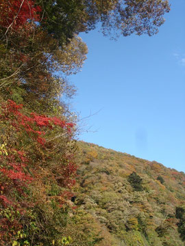 御斎所街道にて　１１月１１日