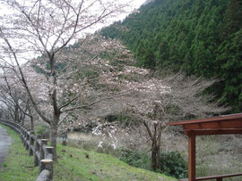 オートキャンプ場下の桜