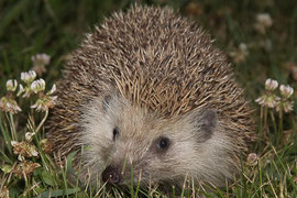 faune autour de vassivière