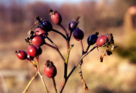 des idées de visites pour un jour de pluie