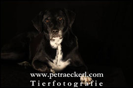 Foto Fotoshooting Hundefoto Hundefotografie kostenlos Dalmatiner Welpe