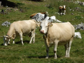 Die Koschuta - Alm 1280 m