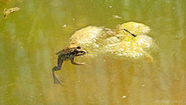 Frosch mit Libelle