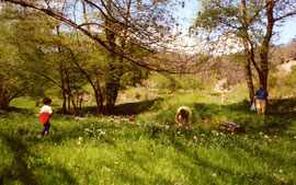 Narcisses dans les champs du bas