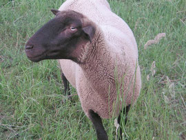 Zuchtschaf