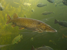 Hecht, Esox lucius