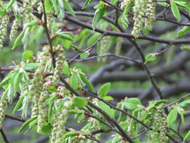 Frühling in der Lüneburger Heide