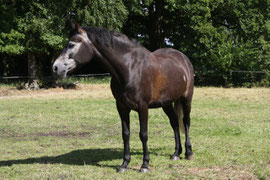 Schulpony Reitschule Elbvororte 