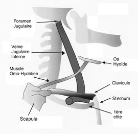 Fig. 8 - Muscle Omo-Hyoïdien & Veine Jugulaire Interne