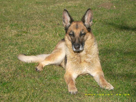Lassie, meine Schäferhündin