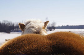 fesse de jument haflinger en hivers a l'écurie kalin