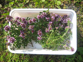 Lavendel-Oregano-Salbei-Minze