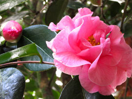 Camellia Japonica