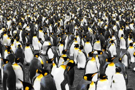 Crowd of penguins