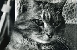 © Chat Photographe