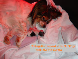 Balia mit Daisy-Diamond