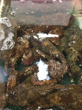 見た目じゃないのよ おこぜ 豊洲市場の仲卸 山治 やまはる のホームページ Toyosu Yamaharu Tokyo Japan 見た目じゃないのよ おこぜ 豊洲市場の仲卸 山治 やまはる のホームページ Toyosu Yamaharu Tokyo Japan