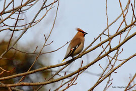 Bombycilla garrulus - Seidenschwanz