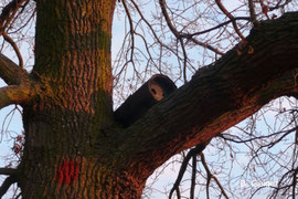 Niströhre in einem Nussbaum in Oppenheim