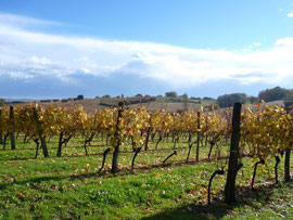 vineyard of Madiran and Pacherenc du Vic-Bilh in Aydie
