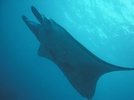 Manta Rochen