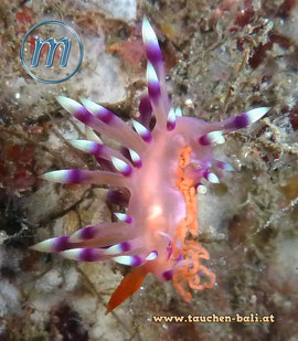 Nudi Flabellina exoptata 