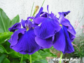 Iris ensata "Rampo"