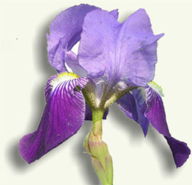 Flor de Iris germanica o Lirio