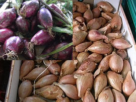 もぎたて新鮮オーガニック野菜の収穫体験。オプションで産地直食の昼食づくりを開催しております。