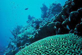 CO2の問題は地球温暖化だけではない Photo by USFWS Headquarters