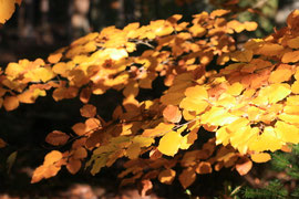 Herbstlaub