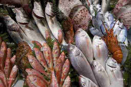 http://jp.fotolia.com/id/12203023　Fresh fishes © HSN #12203023