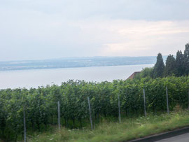 vignes, pluie et lac de Constance