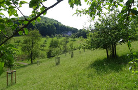 Obstwiese an der Löwenburg im Siebengebirge (Foto: Biologische Station)
