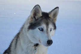 Snow - Mäusejägerin