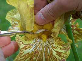 4. Transfering pollen - Wiping pollen of one iris on stigma of another iris - iriszucht.de