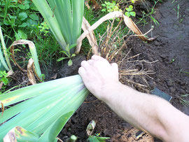 3. Shaking off soil - Freeing irises from redundant soil - iriszucht.de