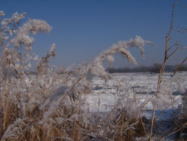 14. Cold treatment - 4-5 weeks at about 40°F(4°C) stimulate the germination - iriszucht.de