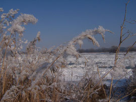 14. Cold treatment - 4-5 weeks at about 40°F(4°C) stimulate the germination - iriszucht.de