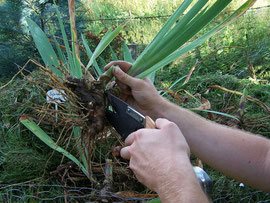 5. Cutting off old rhizomes - It's importent for rejuvenating irises - iriszucht.de